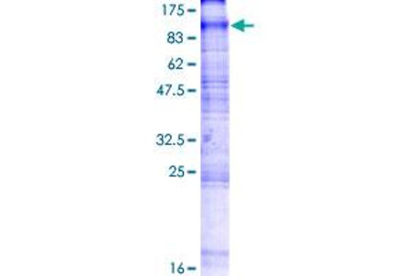 SLC6A13 Protein (AA 1-602) (GST tag)