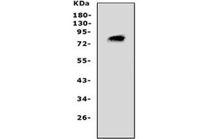 anti-Proprotein Convertase Subtilisin/kexin Type 4 (PCSK4) (AA 117-133), (N-Term) antibody