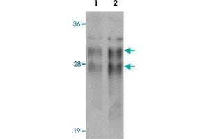 Western blot analysis of CRISP2 in human testis tissue lysate with CRISP2 polyclonal antibody  at (1) 0. (CRISP2 antibody  (N-Term))