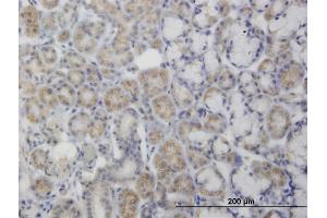 Immunoperoxidase of monoclonal antibody to PDK2 on formalin-fixed paraffin-embedded human salivary gland. (PDK2 antibody  (AA 187-276))