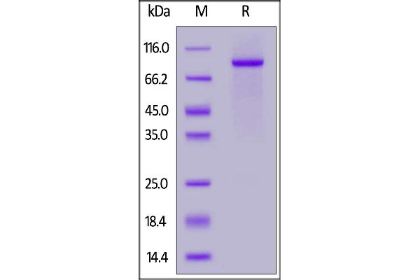 NOTCH2 Protein (AA 26-530) (Fc Tag)
