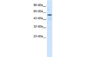 WB Suggested Anti-SNIP1 Antibody Titration:  0.