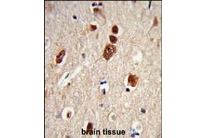 Formalin-fixed and paraffin-embedded human brain tissue reacted with ELAVL1 Antibody, which was peroxidase-conjugated to the secondary antibody, followed by DAB staining. (ELAVL1 antibody)