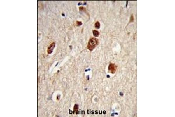 ELAVL1 antibody