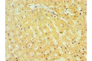 TBRG1 antibody  (AA 22-150)