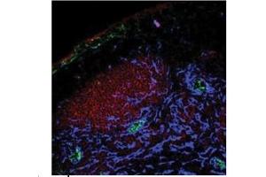 Sample Type: Mouse primary tissue, focusing in pLN Primary Dilution: 1mg/mLSecondaryDilution: 125 µg/mL (PPAP2A antibody  (Middle Region))