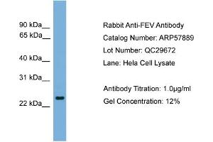 WB Suggested Anti-FEV  Antibody Titration: 0. (FEV antibody  (N-Term))