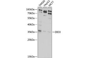 Western blot analysis of extracts of various cell lines, using DIO3 antibody (ABIN6128882, ABIN6139627, ABIN6139628 and ABIN6222629) at 1:1000 dilution. (DIO3 antibody  (AA 70-170))