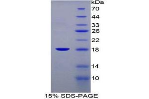 SDS-PAGE (SDS) image for Fatty Acid Binding Protein 1, Liver (FABP1) (AA 1-127) protein (His tag) (ABIN2124769)