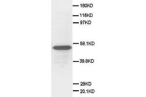 Anti-Secretogranin 3 antibody, Western blotting WB: HELA Cell Lysate