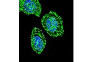 Immunofluorescence (IF) image for anti-Eukaryotic Translation Initiation Factor 2 Subunit 1 (EIF2S1) antibody (ABIN2997340) (EIF2S1 antibody)