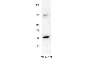 Western blot using  anti-Mouse IL-17F antibody shows detection of a band ~18 kDa in size corresponding to recombinant mouse IL-17F. (IL17F antibody)