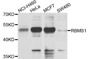 Western blot analysis of extracts of various cells, using RBMS1 antibody. (RBMS1 antibody)