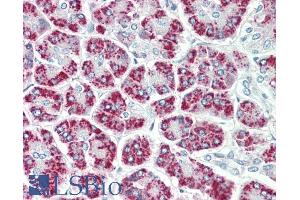 ABIN1589993 (5µg/ml) staining of paraffin embedded Human Pancreas. (EEF1E1 antibody  (Internal Region))