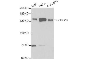 Western blot analysis of extracts of various cell lines, using GOLGA2 antibody (ABIN5973081) at 1/1000 dilution.