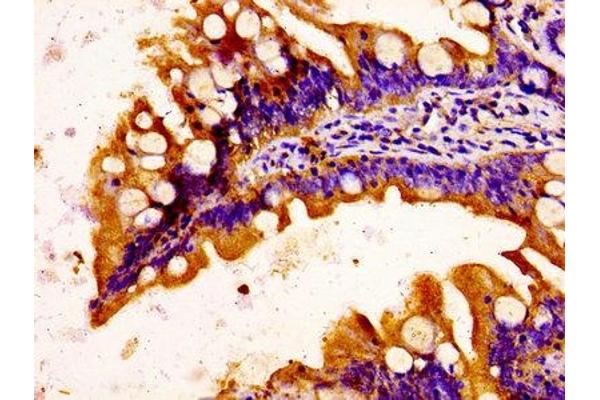 C1QTNF3 antibody  (AA 23-246)