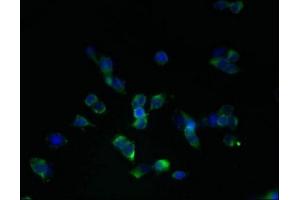 SLC22A24 antibody  (AA 37-145)