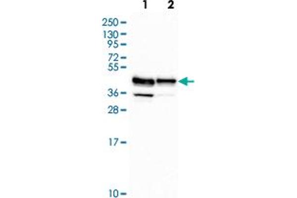 RCN3 antibody