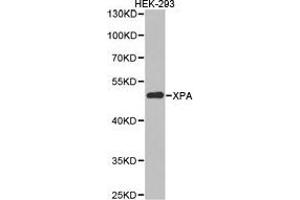Western Blotting (WB) image for anti-Xeroderma Pigmentosum, Complementation Group A (XPA) antibody (ABIN1875361) (XPA antibody)