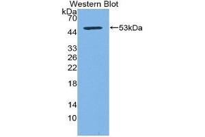 Western Blotting (WB) image for anti-CD83 (CD83) (AA 24-205) antibody (ABIN3205968) (CD83 antibody  (AA 24-205))