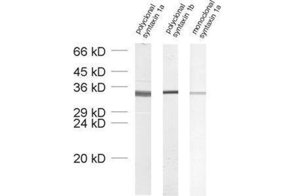 Syntaxin 1B antibody  (AA 171-187)