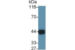 Detection of GAL9 in Mouse Testis lysate using Polyclonal Antibody to Galectin 9 (GAL9) (Galectin 9 antibody  (AA 225-353))