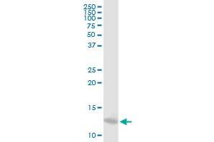 MTPN MaxPab polyclonal antibody. (MTPN antibody  (AA 1-118))