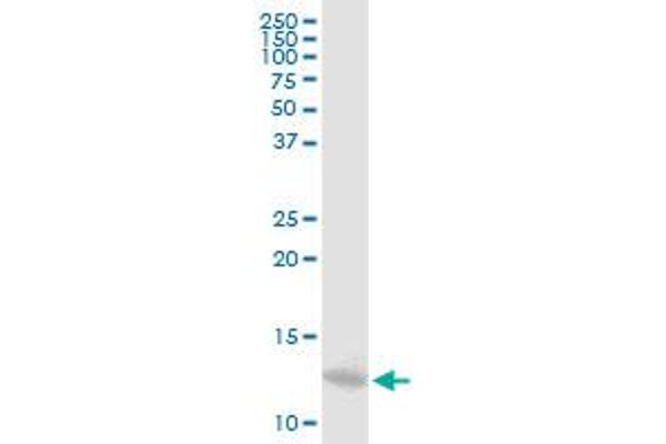 MTPN antibody  (AA 1-118)