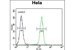 TFIIIC90 Antibody (N-term) (ABIN655899 and ABIN2845299) flow cytometric analysis of Hela cells (right histogram) compared to a negative control cell (left histogram). (GTF3C4 antibody  (N-Term))