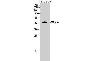 Western Blotting (WB) image for anti-omega-3 Fatty Acid Receptor 1 (O3FAR1) (Internal Region) antibody (ABIN3175326) (O3FAR1 antibody  (Internal Region))