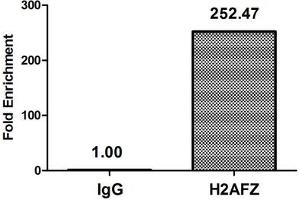 Chromatin Immunoprecipitation Hela (4*10 6 , treated with 30 mM sodium butyrate for 4h) were treated with Micrococcal Nuclease, sonicated, and immunoprecipitated with 8 μg anti-H2AFZ (ABIN7139148) or a control normal rabbit IgG. (H2AFZ antibody  (acLys11))