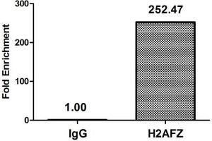 Chromatin Immunoprecipitation Hela (4*10 6 , treated with 30 mM sodium butyrate for 4h) were treated with Micrococcal Nuclease, sonicated, and immunoprecipitated with 8 μg anti-H2AFZ (ABIN7139148) or a control normal rabbit IgG.