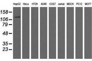 Western blot analysis of extracts (35 µg) from 9 different cell lines by using anti-MICAL1 monoclonal antibody. (MICAL1 antibody)