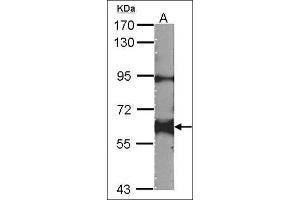 Sample (30 µg of whole cell lysate). (YES1 antibody)