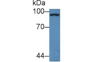 Rabbit Detection antibody from the kit in WB with Positive Control: Sample Mouse Cerebrum lysate. (PYGL ELISA Kit)
