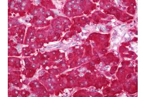 Anti-AMY2A / Pancreatic Amylase antibody IHC staining of human pancreas. (AMY2A antibody  (AA 484-511))
