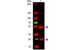 Image no. 1 for Goat anti-Rat IgG (Whole Molecule) antibody (ABIN1102379) (Goat anti-Rat IgG (Whole Molecule) Antibody)