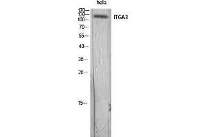 Western Blot (WB) analysis of HeLa lysis using ITGA3 antibody.