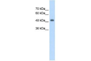 CUEDC1 antibody used at 2. (CUEDC1 antibody  (Middle Region))