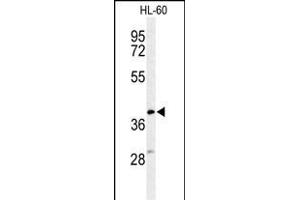 Western blot analysis of CYTB Antibody (Center) (ABIN653573 and ABIN2842948) in HL-60 cell line lysates (35 μg/lane). (Cytochrome b antibody  (AA 201-228))