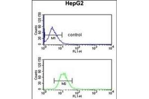 EFE Antibody (C-term) (ABIN653217 and ABIN2842753) flow cytometric analysis of HepG2 cells (bottom histogram) compared to a negative control cell (top histogram). (FBLN4 antibody  (C-Term))