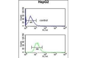 EFE Antibody (C-term) (ABIN653217 and ABIN2842753) flow cytometric analysis of HepG2 cells (bottom histogram) compared to a negative control cell (top histogram).