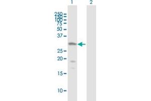 Western Blot analysis of HDAC7A expression in transfected 293T cell line by HDAC7A MaxPab polyclonal antibody. (HDAC7 antibody  (AA 1-276))