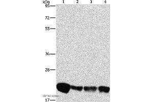 Western blot analysis of A549, K562, hela and hepG2 cell, using PEBP1 Polyclonal Antibody at dilution of 1:475 (PEBP1 antibody)