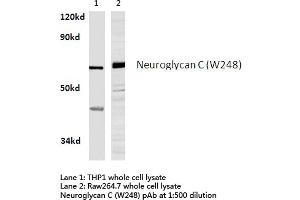 Western blot (WB) analysis of Neuroglycan C antibody in extracts from THP1 and raw264.