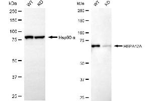 Western blotting analysis using HSPA12A antibody (ABIN7798849). (Recombinant HSPA12A antibody)