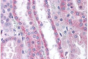 Human Kidney (formalin-fixed, paraffin-embedded) stained with APOD antibody ABIN305763 at 10 ug/ml followed by biotinylated goat anti-rabbit IgG secondary antibody ABIN481713, alkaline phosphatase-streptavidin and chromogen. (Apolipoprotein D antibody  (N-Term))