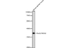 FBXO32 抗体  (AA 206-355)