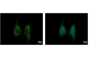 ICC/IF Image KIR2DL4 antibody detects KIR2DL4 protein at cytoplasm by immunofluorescent analysis. (KIR2DL4/CD158d antibody  (Center))