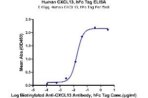 Chemokine (C-X-C Motif) Ligand 13 (CXCL13) (AA 23-109) protein (Fc Tag)